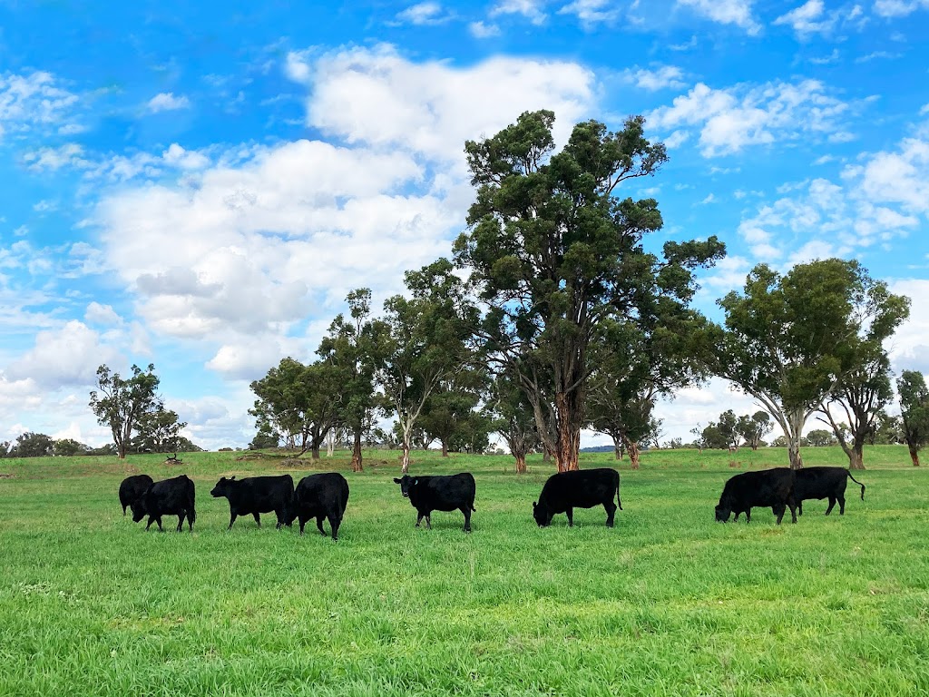 STONY BATTER Red Island Beef | food | 1548 Gwydir River Rd, Camerons Creek NSW 2359, Australia | 0417733181 OR +61 417 733 181