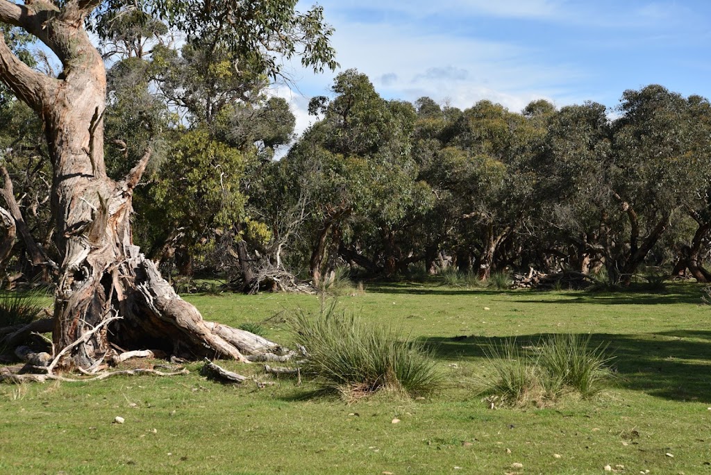 Deadwood Farm | Box 311 Robe 5276, Baxters Hill Rd, Mount Benson SA 5276, Australia | Phone: 0427 682 778