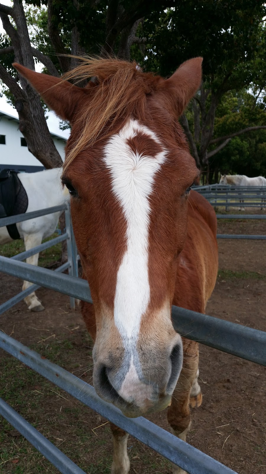 Sunshine Coast Riding for the Disabled Inc. | Monak Rd, North Arm QLD 4561, Australia | Phone: (07) 5472 7280