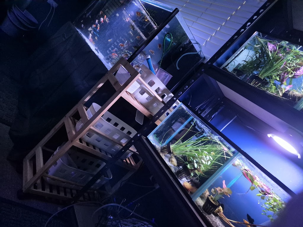 Fins and Fur | 52 Marshall St, Goondiwindi QLD 4390, Australia | Phone: 0448 507 158