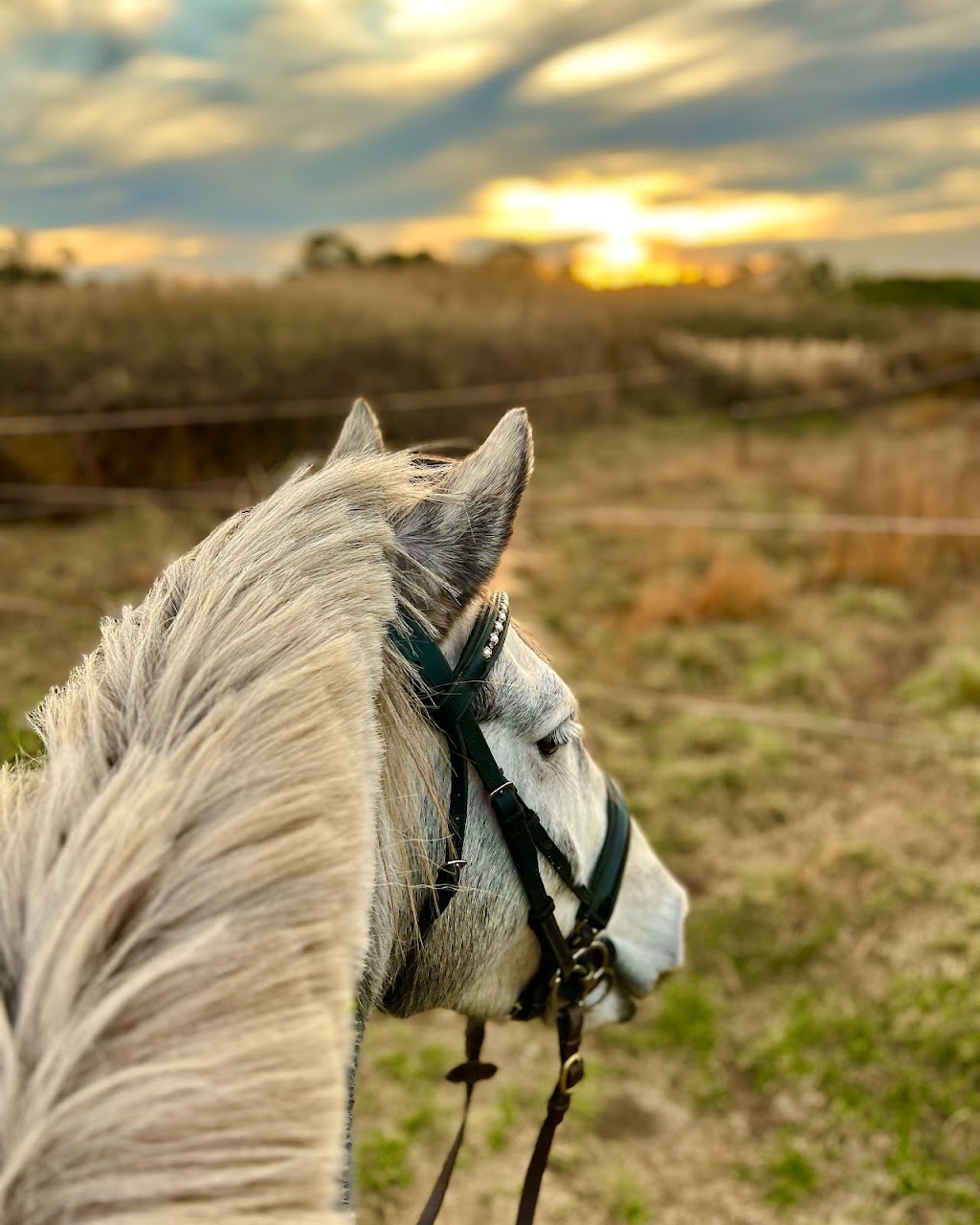 Hustwaite Performance Horses | 64 Dandenong-Hastings Rd, Somerville VIC 3912, Australia | Phone: 0433 888 395