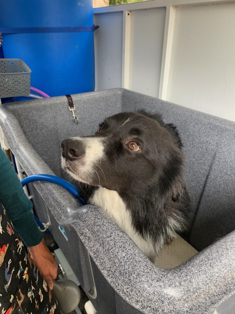 Ocean Beach Dog Wash | Annie Harrison Park, Hollings Rd, Denmark WA 6333, Australia | Phone: 0427 310 895