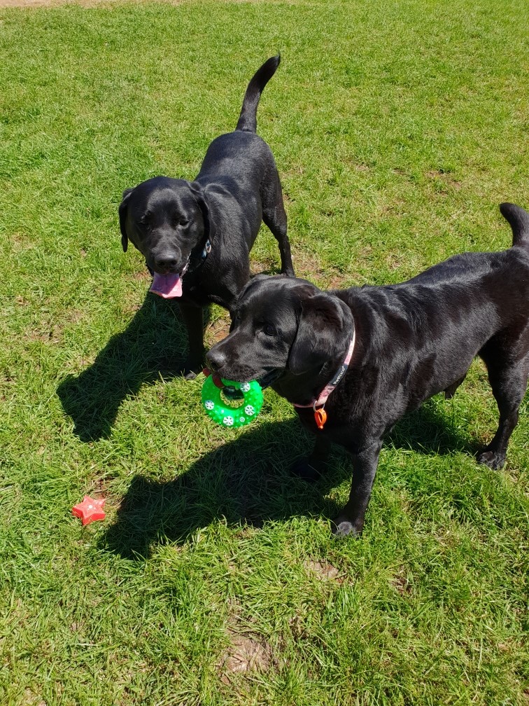 Cosy Country Kennels | 829 Pine Rd, Penguin TAS 7316, Australia | Phone: 0447 375 348