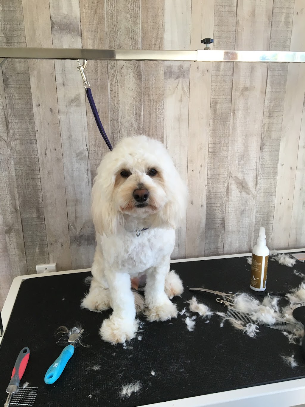 Custom Cutz Dog Grooming Blacksmiths | 10 Tirriki St, Blacksmiths NSW 2281, Australia | Phone: 0439 406 440