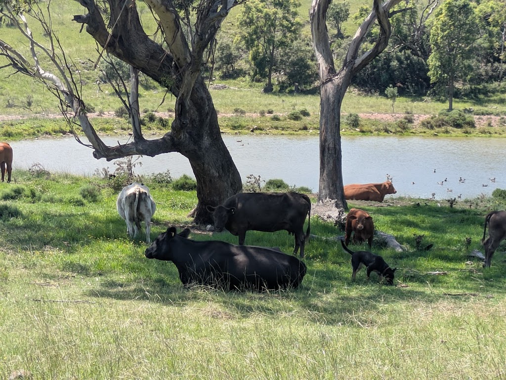 Mygunyah Hunter Country Farm | Mygunyah Hunter Country Farm, 68 Pretoria Row, McCullys Gap NSW 2333, Australia | Phone: 0427 343 366