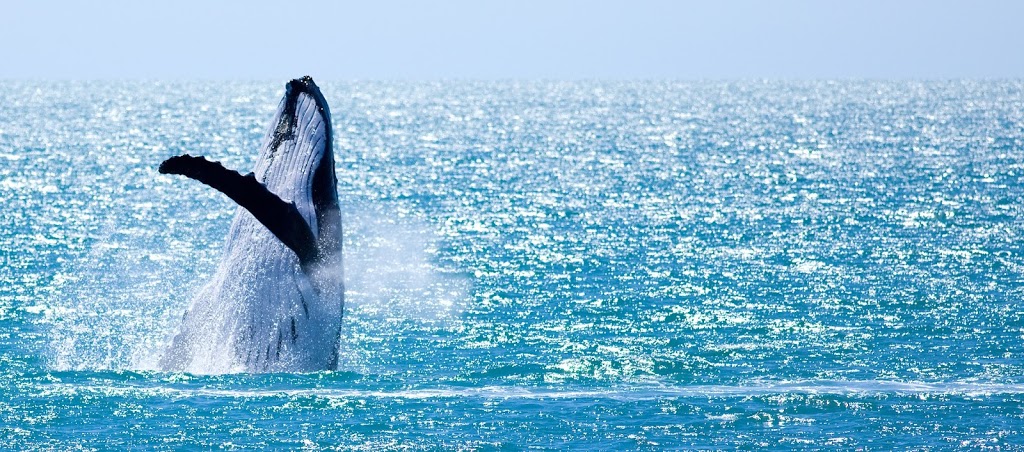 Geographe Maritime Whale Watching Busselton, Fishing & Boat Tour | Foreshore Parade, Busselton WA 6280, Australia | Phone: 0439 626 383