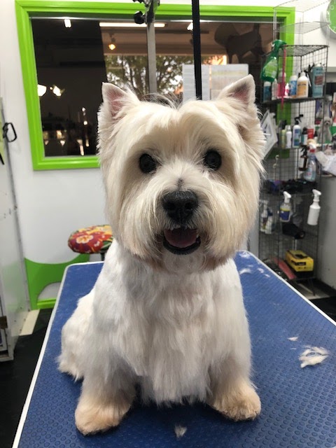 Barking Lot Dog Wash - Bellarine Mobile Dog Grooming Services | 105 Banks Rd, Mannerim VIC 3222, Australia | Phone: 0431 152 008