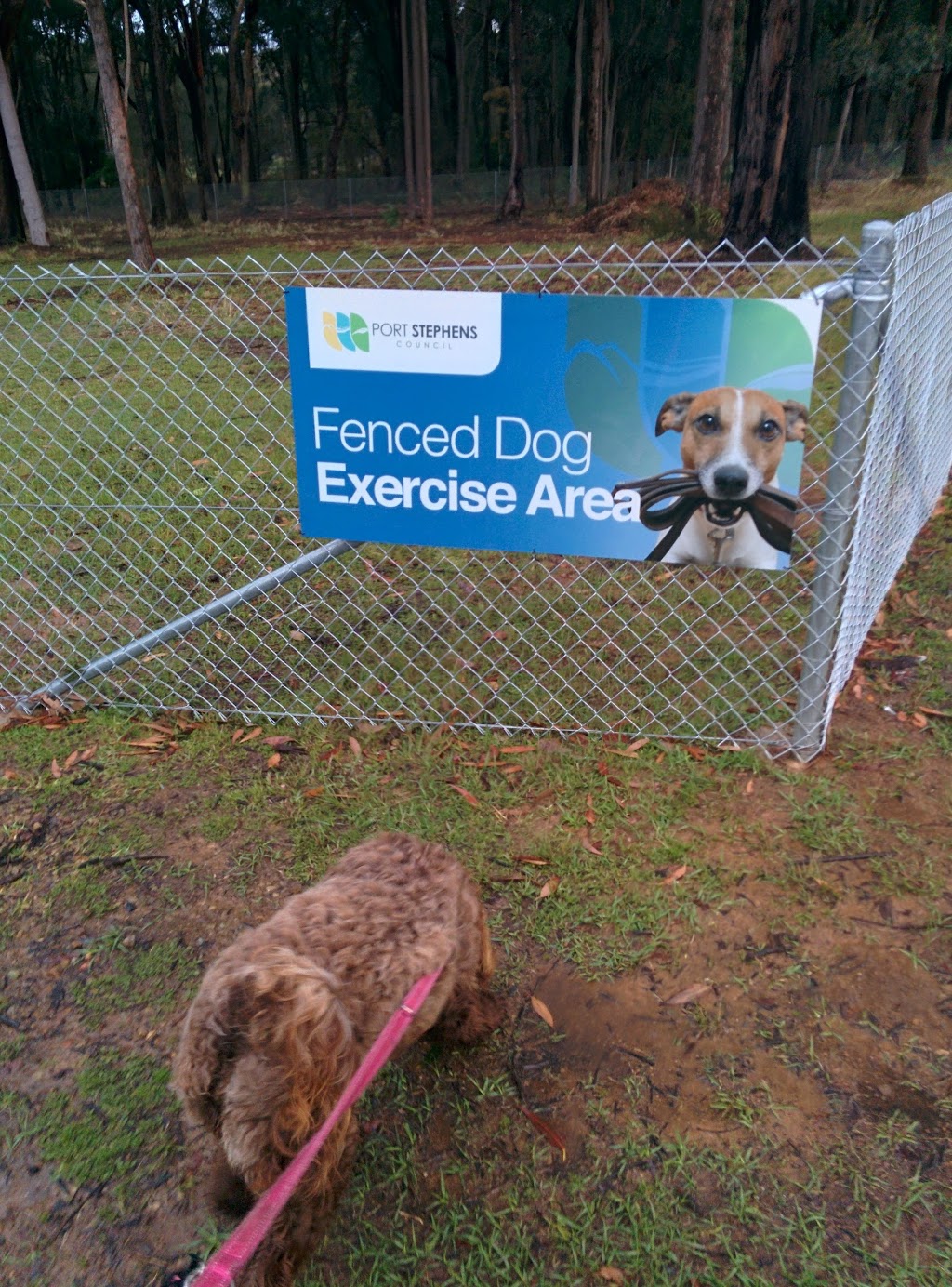 Medowie Off-Lead Dog Exercise Area | park | 36 Coachwood Dr, Medowie NSW 2318, Australia