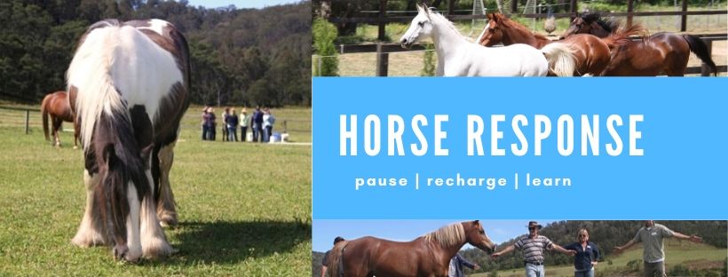 Horse Response |  | Olney Arm Rd, Laguna NSW 2325, Australia | 0428210515 OR +61 428 210 515