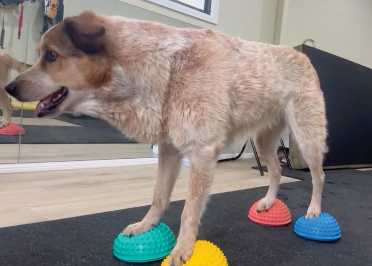 Paws 4 Recovery | 14 Cargellico St, Maudsland QLD 4210, Australia | Phone: 0459 248 678