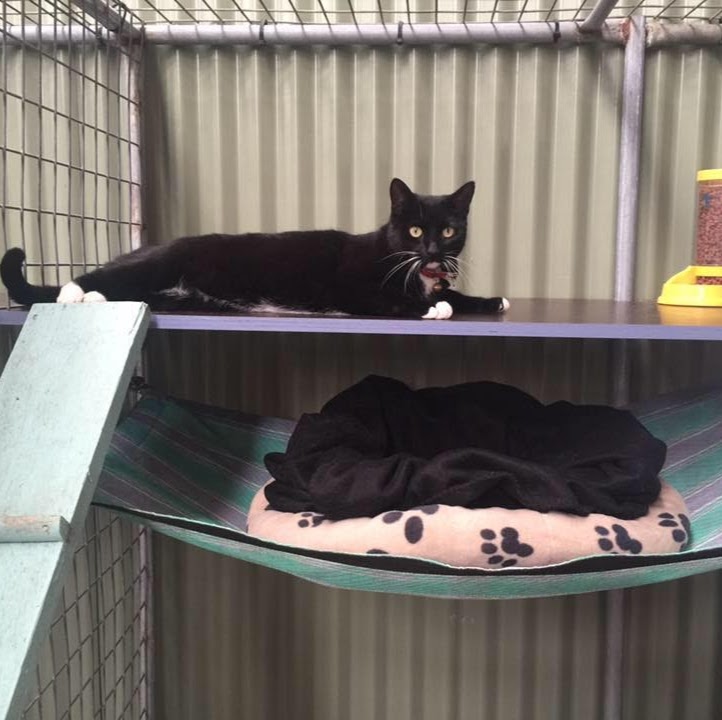 Horsley Boarding Kennels & Cattery | 2/6 Kingston Town Dr, Kembla Grange NSW 2530, Australia | Phone: (02) 4262 2241