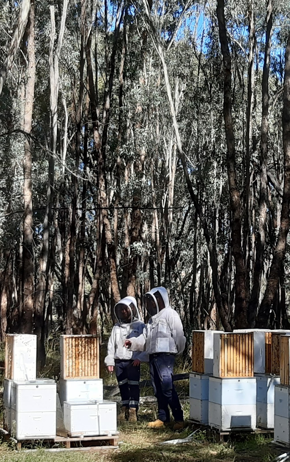 Whylandra Bee Park | 2L Delroy Rd, Dubbo NSW 2830, Australia | Phone: 0429 841 558