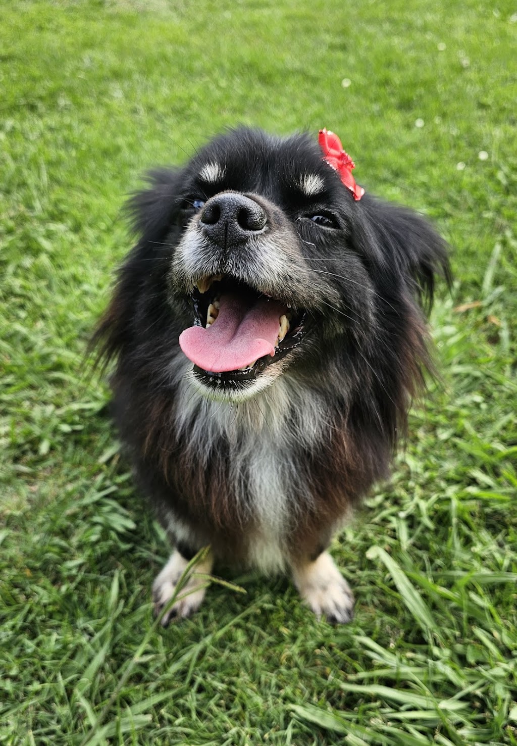 Little Friends Grooming Studio | 63 Wattle St, Colo Vale NSW 2575, Australia | Phone: 0413 311 203