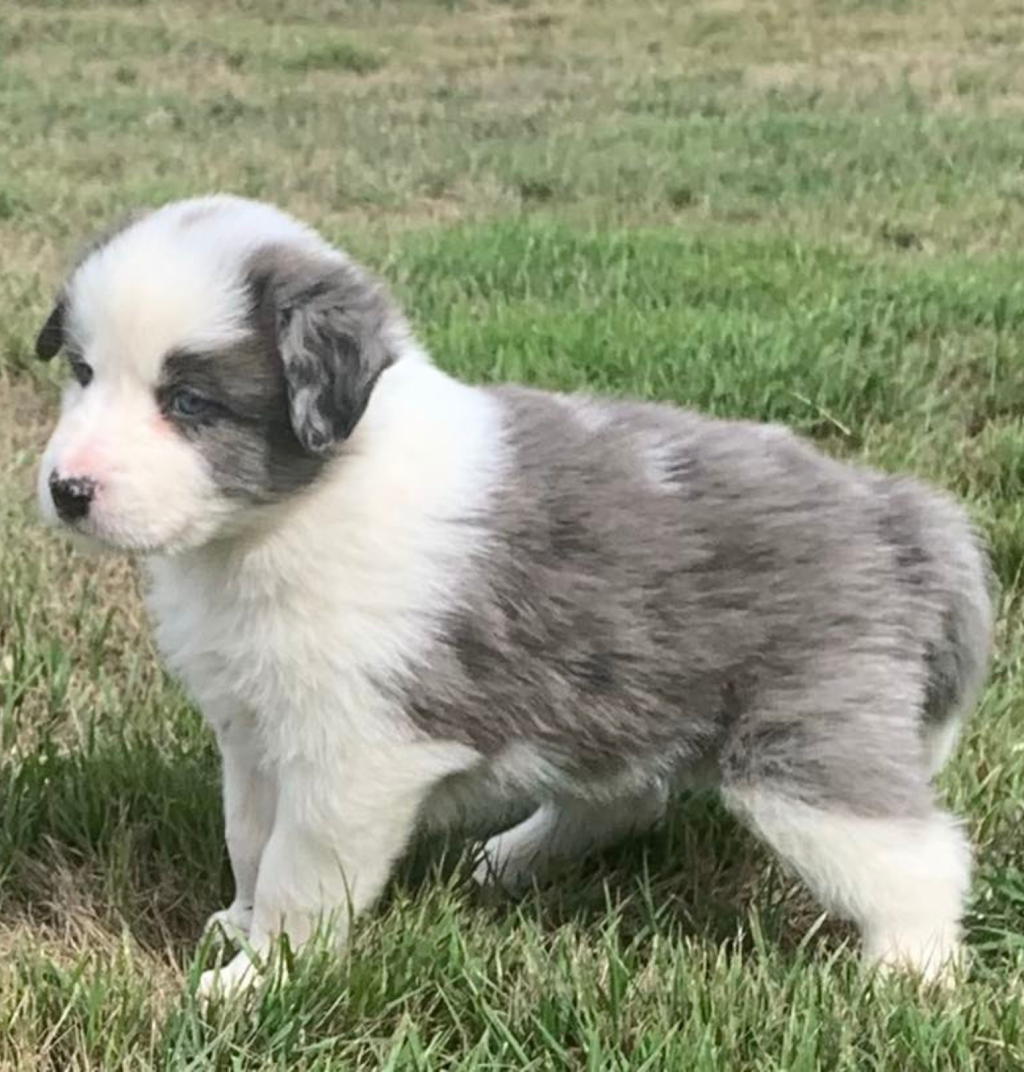 Banaby Park Border Collies | 1329 Bannaby Rd, Bannaby NSW 2580, Australia | Phone: 0418 138 641