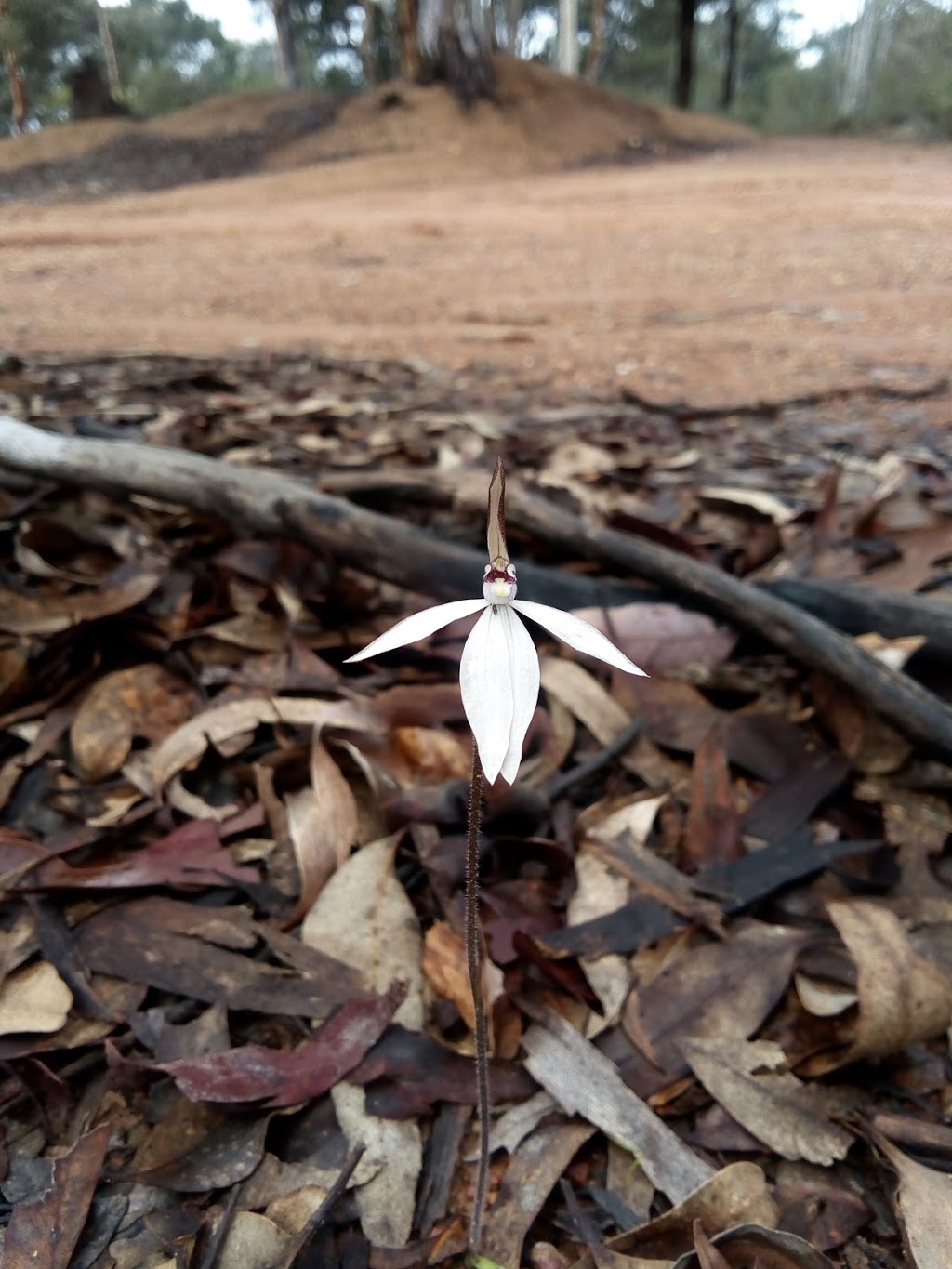 Dawn Atwell Nature Reserve | Julimar WA 6567, Australia