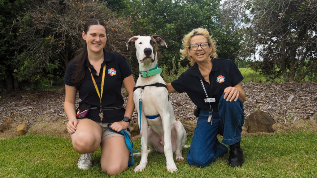 Happy Paws Happy Hearts | RSPCA Animal Care Centre Mackay Mount Bassett Cemetery Rd &, Yuwibara Country, Strickland Rd, Mackay Harbour QLD 4740, Australia | Phone: 1300 077 984