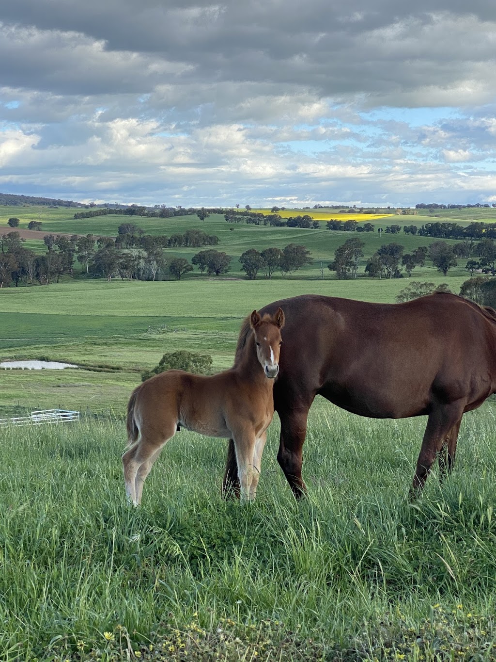 HEALEY QUARTER HORSES | 3847 Murringo Rd, Young NSW 2594, Australia | Phone: 0429 823 568