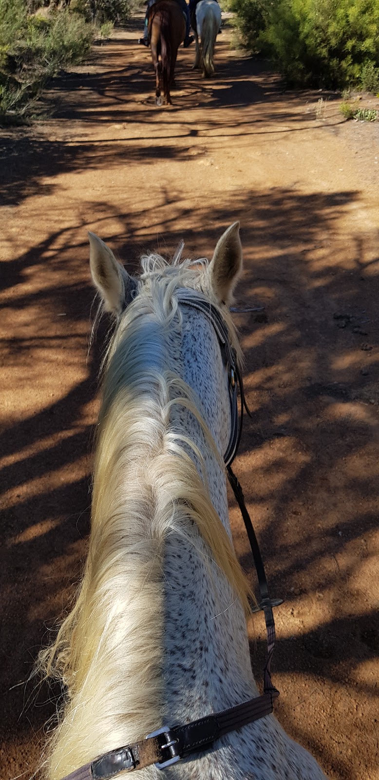 Forge Farm Riding School | 1830 Forge Dr, Chidlow WA 6556, Australia | Phone: 0452 581 183