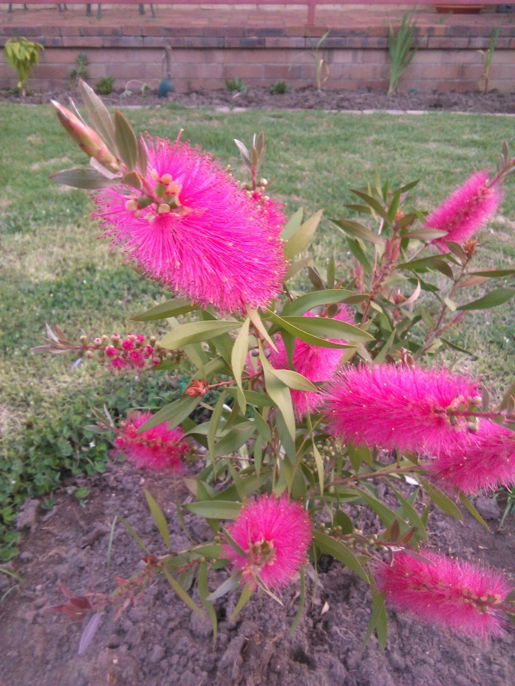 Market Square Park with Toilets | LOT 701 Clarence St, Tenterfield NSW 2372, Australia