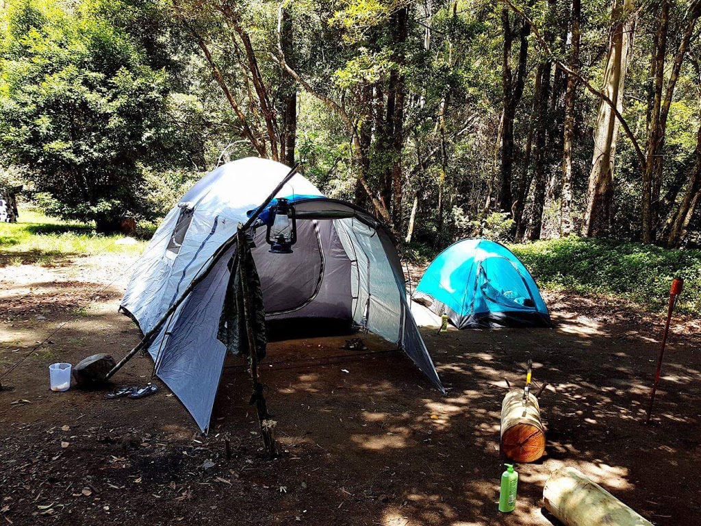 Coachwood Camping Area | campground | Chichester State Forest, Upper Allyn NSW 2311, Australia | 1300655687 OR +61 1300 655 687
