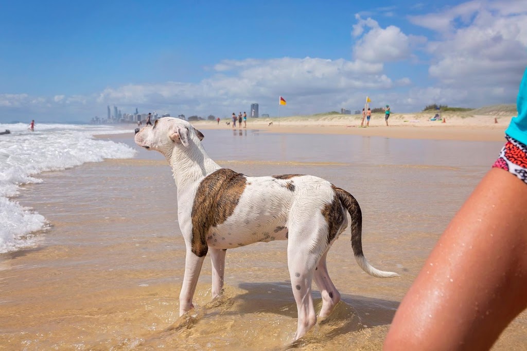 The Spit Dog Beach | park | Queensland, Australia