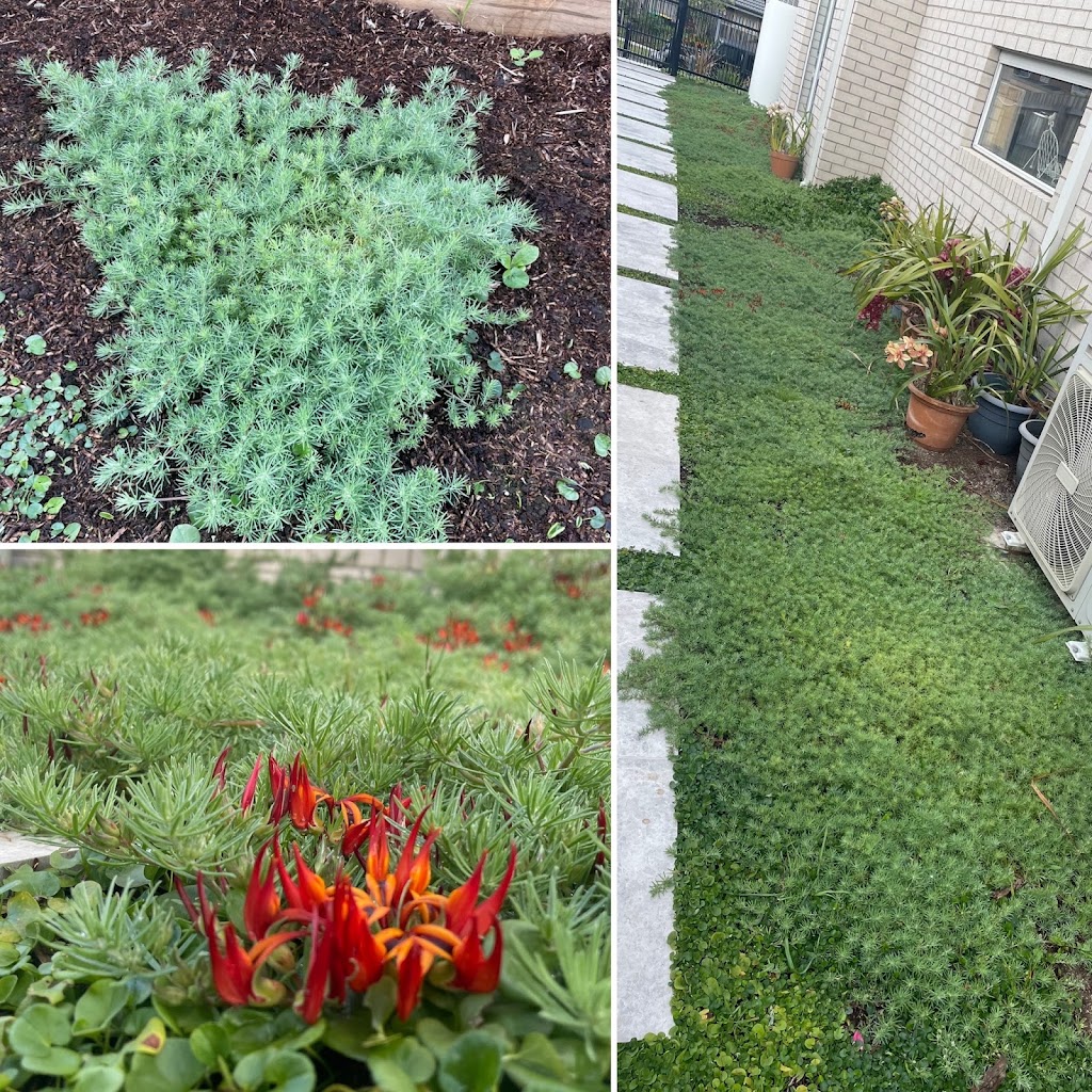 The Plant Guy | 20 Cross Rd, Devon Meadows VIC 3977, Australia | Phone: 0457 081 505
