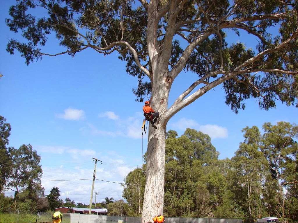AllRound Tree Services | Whitepatch Esplanard, Bribie Island QLD 4507, Australia | Phone: 0476 377 995