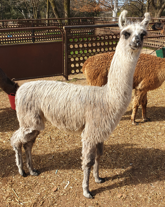 Maison Mauve Llamas and Alpacas | MT TANGA, 216 Eldridges Ln, Taylors Flat NSW 2586, Australia | Phone: (02) 6345 2397