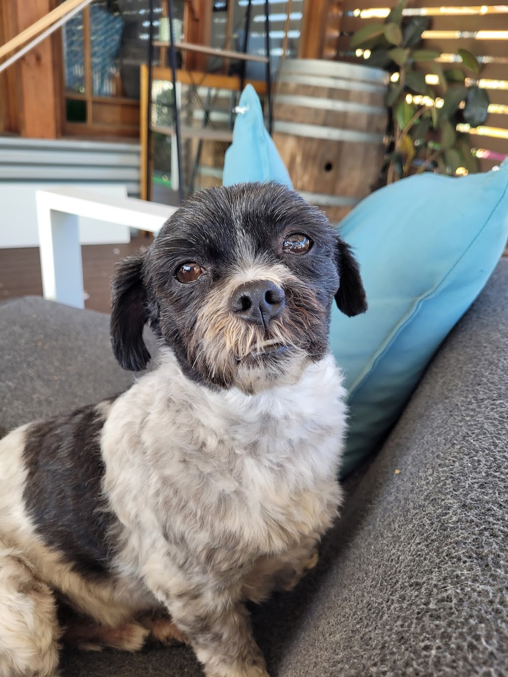 DOGGY RETREAT | Gillies St, Kurri Kurri NSW 2327, Australia | Phone: 0491 626 848