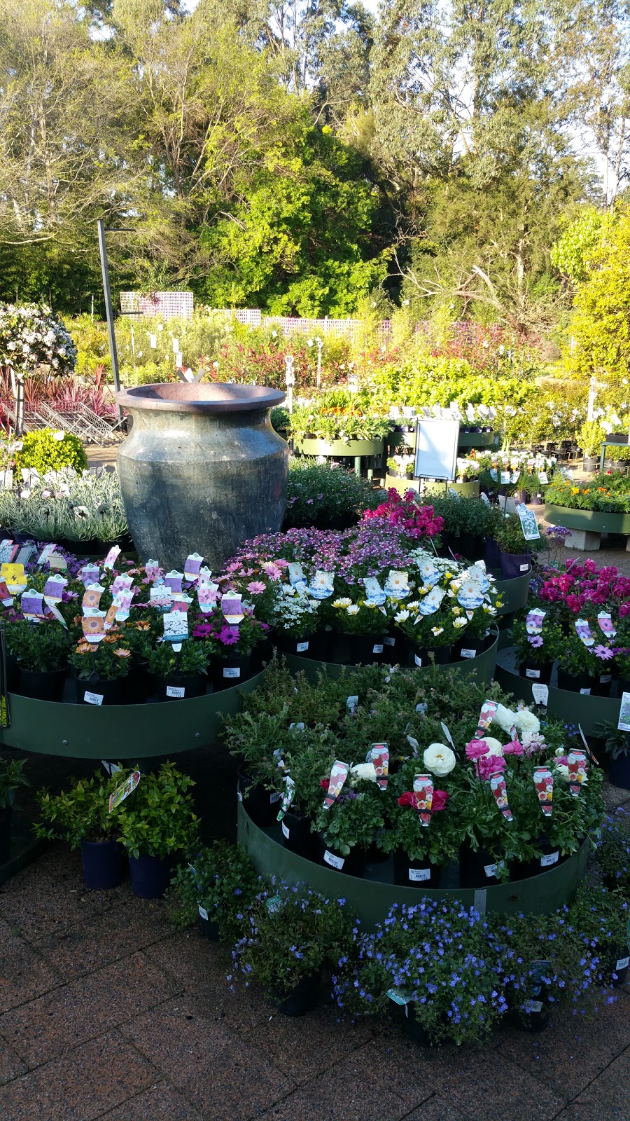 Swanes Nursery Carlingford | 237 Marsden Rd, Carlingford NSW 2118, Australia | Phone: (02) 9871 1699