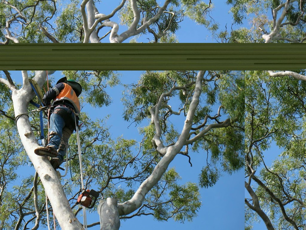 GDays Tree Care - Tree Removal Mackay | 182 Shoal Point Rd, Shoal Point QLD 4750, Australia | Phone: 0428 424 018