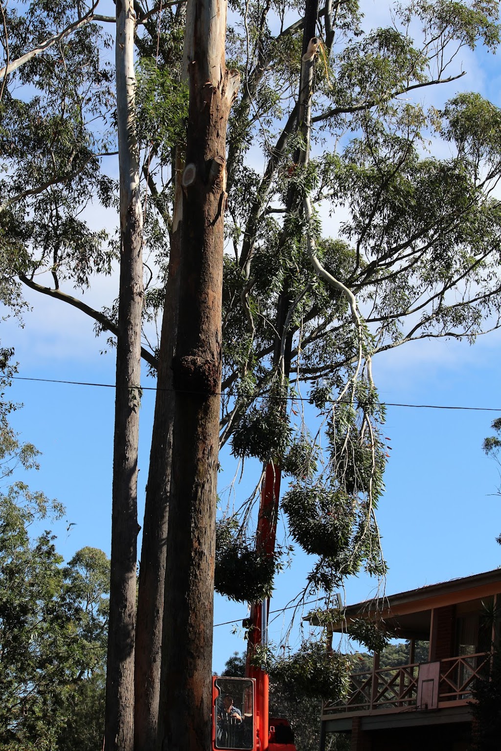 Hayden Tree Service | 11 Grn Hl Rd, Cooranbong NSW 2265, Australia | Phone: 0405 100 275