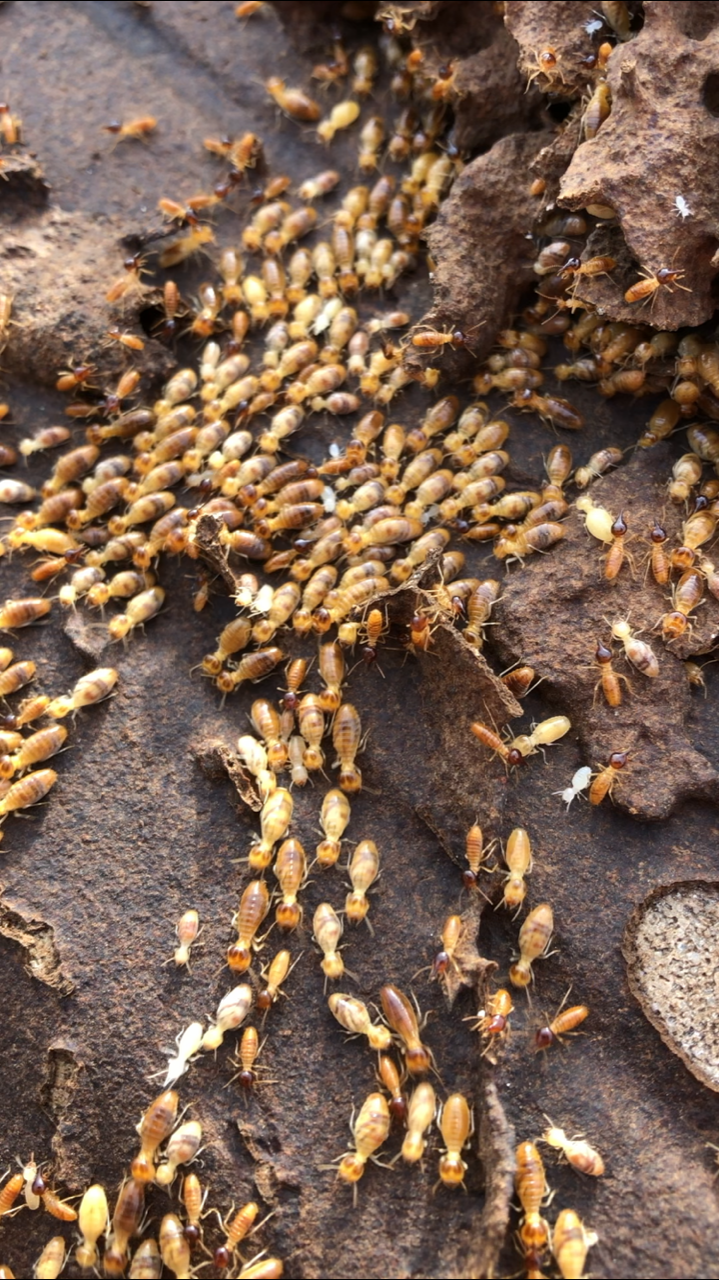 Dan Purkis Pest Control | 150 Riverside Dr, Tumbulgum NSW 2490, Australia | Phone: 0413 116 864