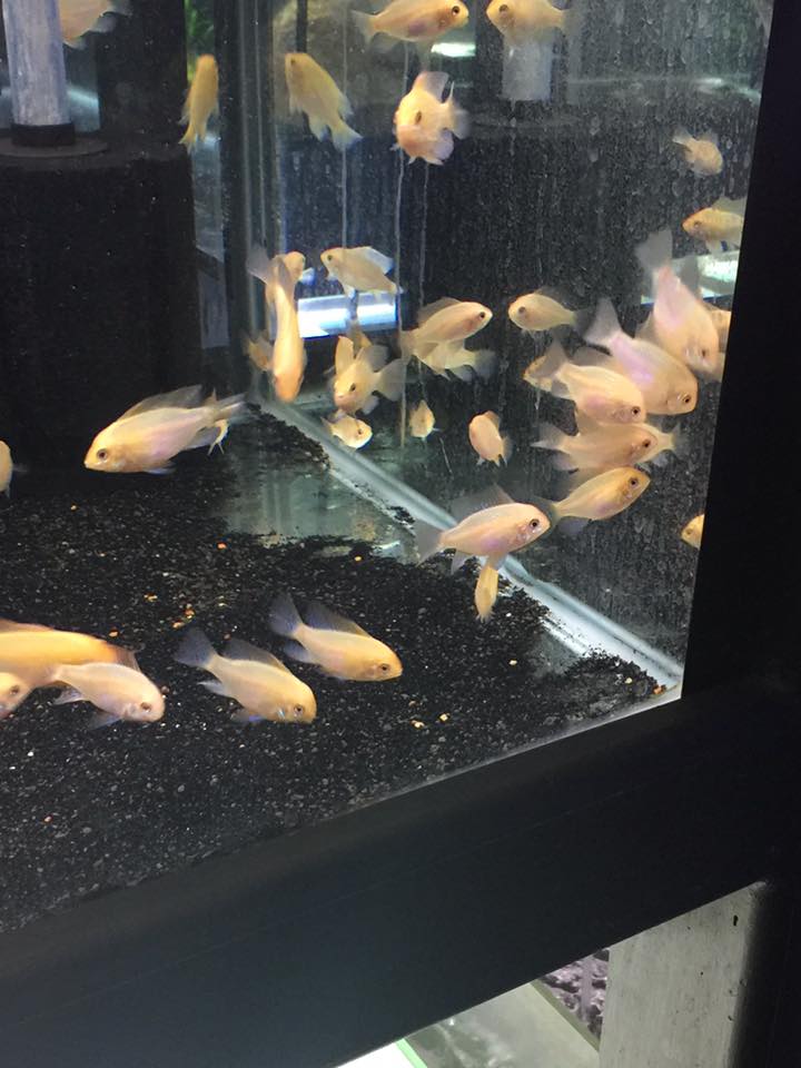 Fish Fanatics Aquarium | pet store | Factory 20/70/72 Cave Hill Rd, Lilydale VIC 3140, Australia | 0434409406 OR +61 434 409 406