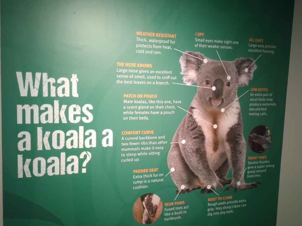 Daisy Hill Koala Centre | zoo | Regional Park, 253 Daisy Hill Rd, Daisy Hill QLD 4127, Australia | 0730783101 OR +61 7 3078 3101