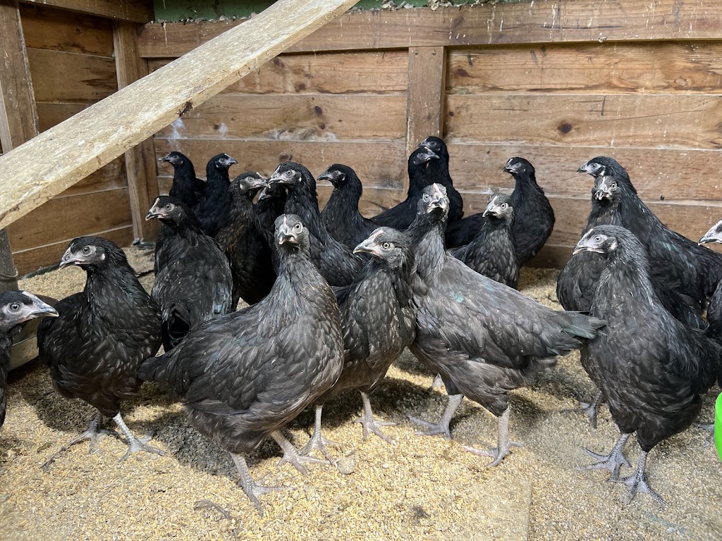 Gippys Poultry | 47 Colquhoun Blvd, Warragul VIC 3820, Australia | Phone: 0434 744 083