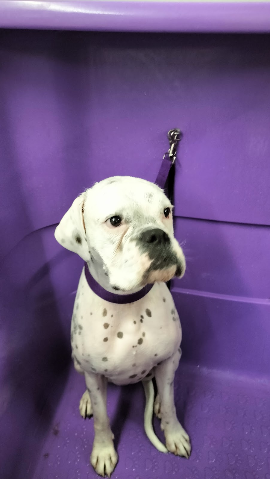 The Mobile Dog Barber | Leopardwood Rd, Cedar Grove QLD 4285, Australia | Phone: 0400 739 869