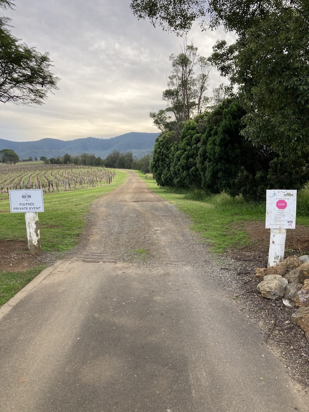 Fig Tree at Ben Ean | 673H+HG, Pokolbin NSW 2320, Australia | Phone: (02) 4993 3700