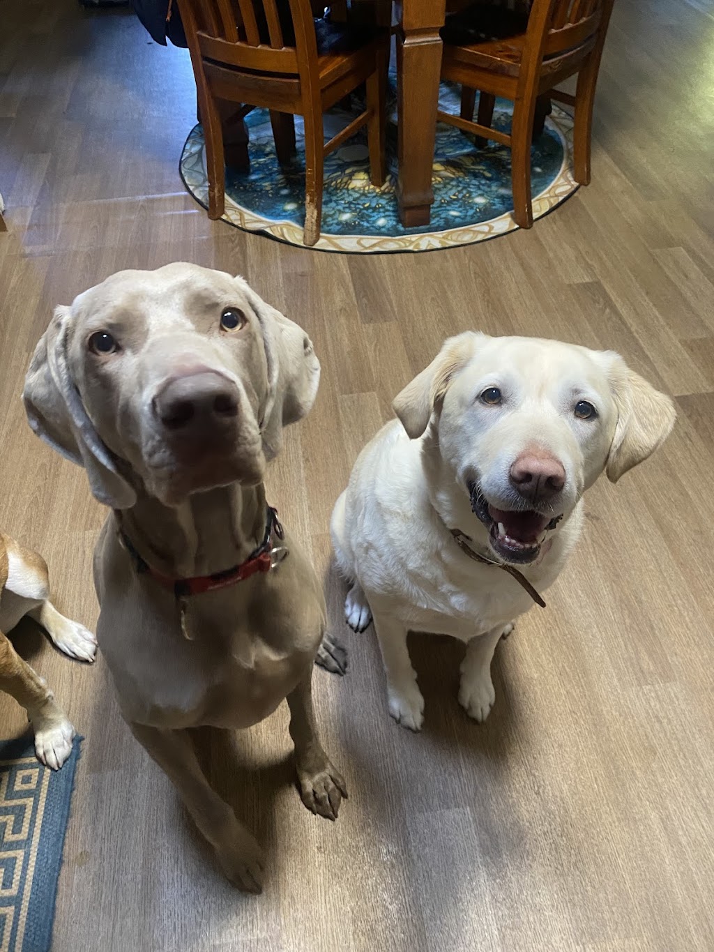 Pack Leader Dog Services | 15 Charlotte St, Holmesville NSW 2286, Australia | Phone: 0415 421 805