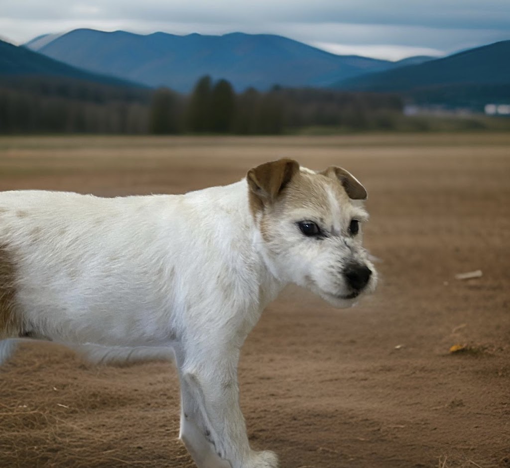 Pope & Doll Pet Grooms | 10 McDonald St, Ararat VIC 3377, Australia | Phone: 0406 486 801