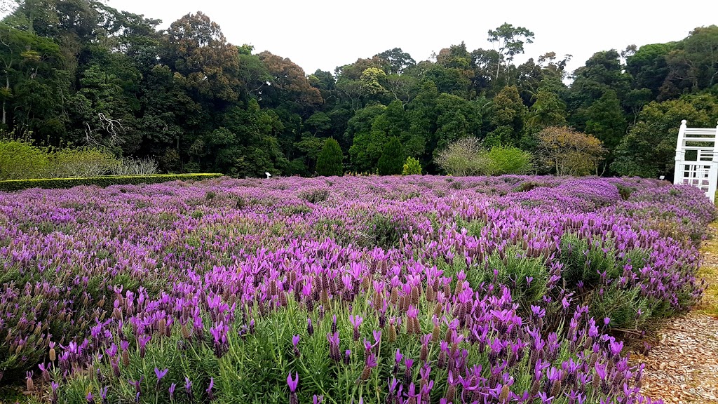 Jasmin Organics | 197 Long Rd, North Tamborine QLD 4272, Australia | Phone: (07) 5545 2006