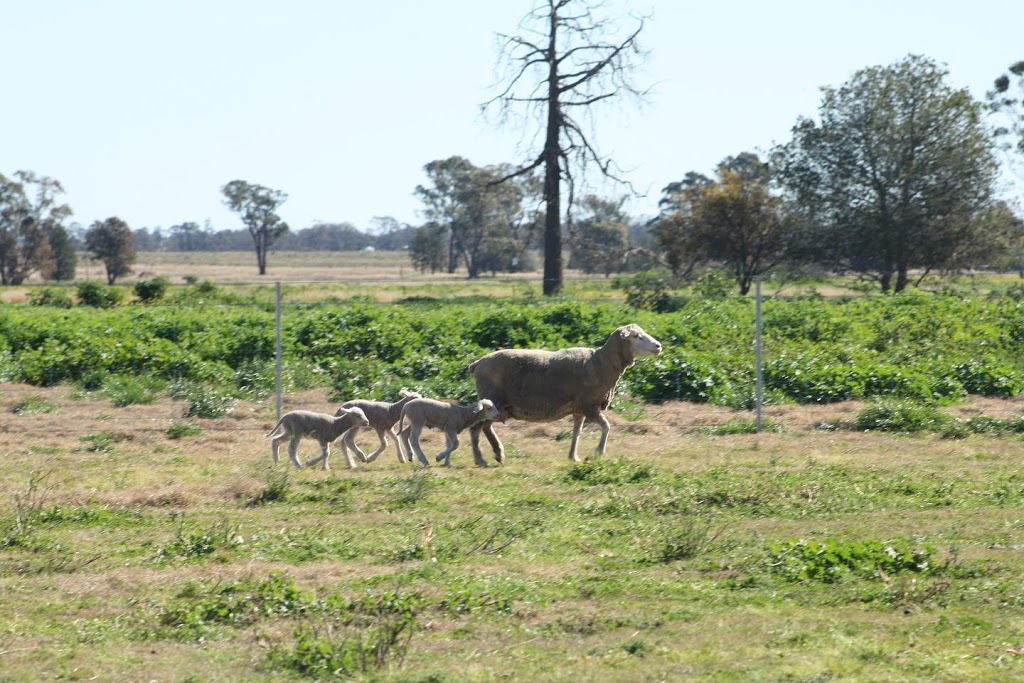 Parkdale SRS Poll Merino Stud | Parkdale 1580, Collie Rd, Kickabil NSW 2830, Australia | Phone: 0428 876 266