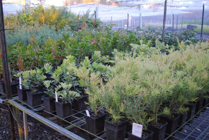 Eastern Forest Nursery | store | 848 Bruxner Hwy, South Gundurimba NSW 2480, Australia | 0266290353 OR +61 2 6629 0353