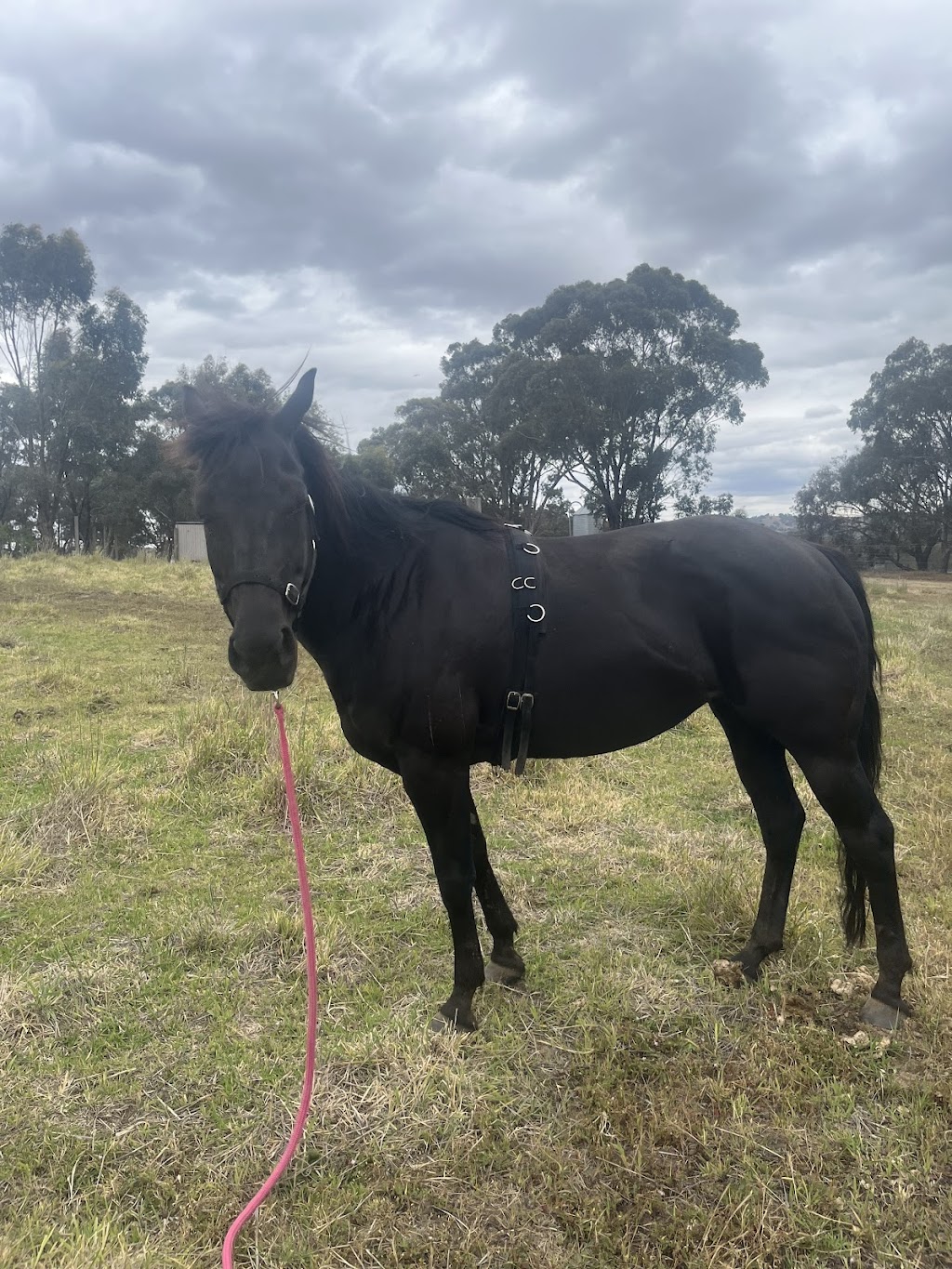 Lockwood Valley Equine | 49 Francis Rd, Lockwood South VIC 3551, Australia | Phone: 0401 572 430