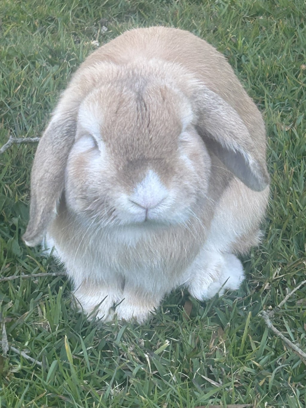 Bunny Bunks | Bateau Bay Rd, Bateau Bay NSW 2261, Australia | Phone: 0404 686 528