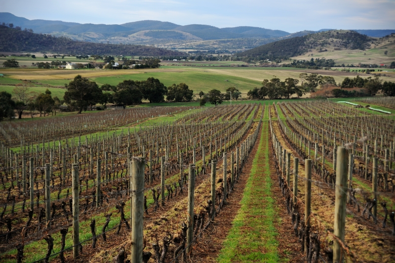 Tolpuddle Vineyard | 37 Back Tea Tree Rd, Richmond TAS 7025, Australia | Phone: (08) 8155 6003