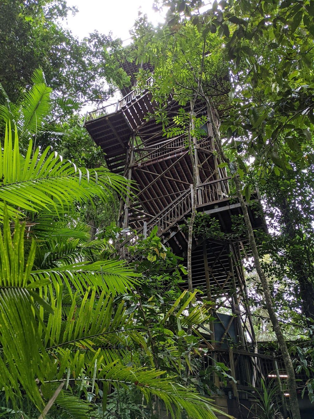 Daintree Discovery Centre | tourist attraction | Tulip Oak Road, Turn off, Cape Tribulation Rd, Cow Bay QLD 4873, Australia | 0740989171 OR +61 7 4098 9171