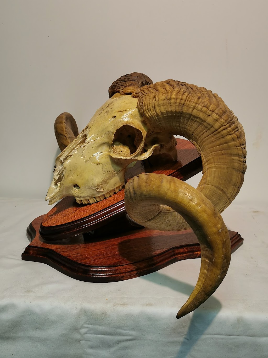 Audia Collection | 1580 Logan Rd, Mount Gravatt QLD 4122, Australia | Phone: 0402 388 103