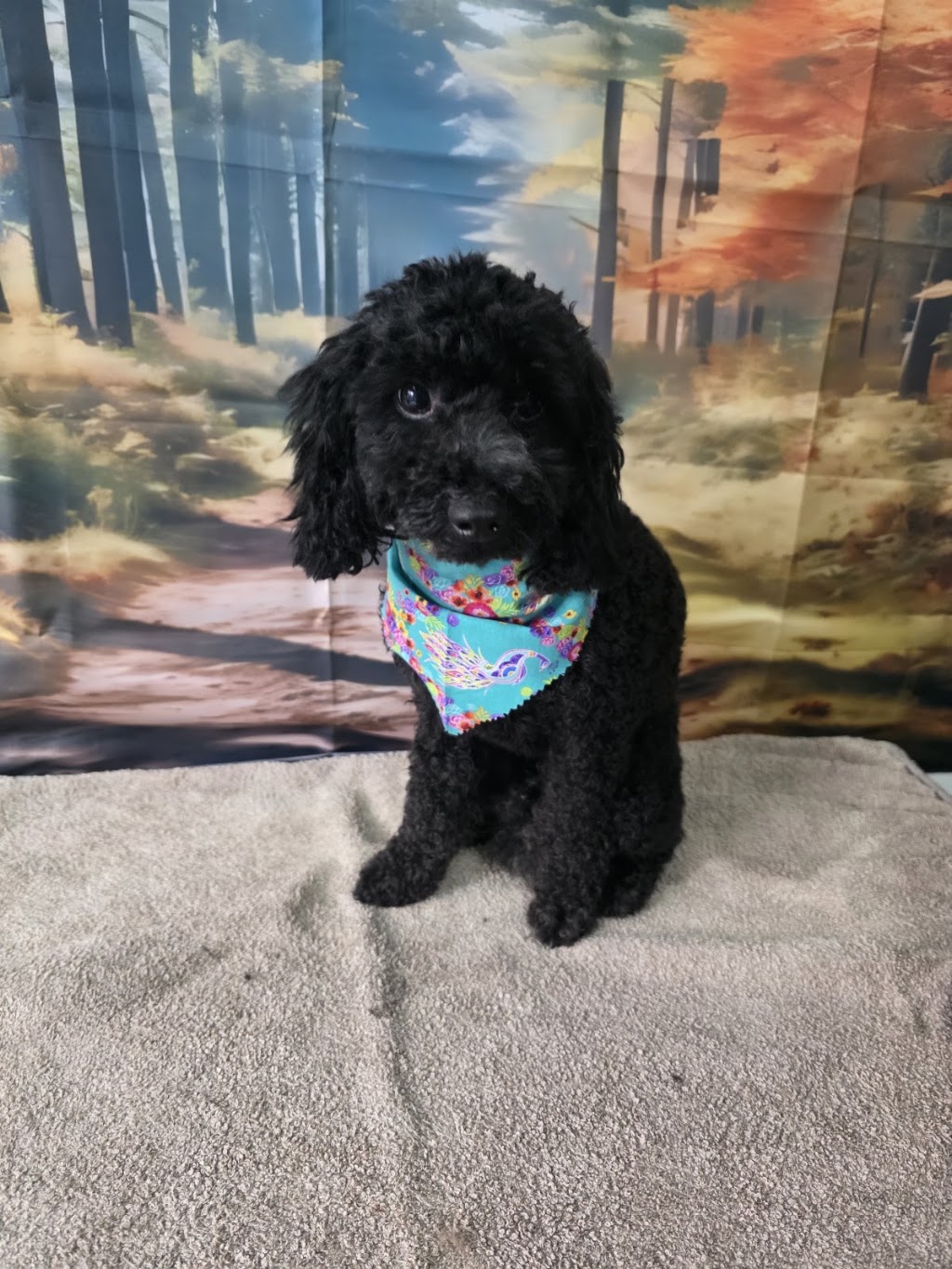 Prime Paws Grooming Salon | 600 Bitcon Rd, Toolamba West VIC 3614, Australia | Phone: 0411 782 190