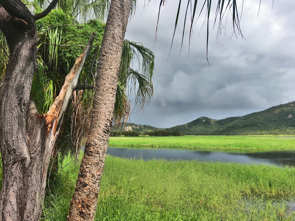 Jacana bird hide | Town Common QLD 4810, Australia